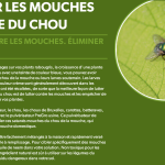 Mouches du chou