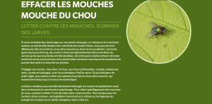 Mouches du chou