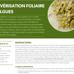 Pulvérisation foliaire d'algues