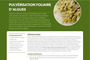 Pulvérisation foliaire d'algues