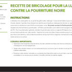Recette pourriture noire
