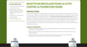 Recette pourriture noire