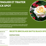 Taches noires des rosiers