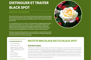 Taches noires des rosiers