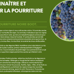 Traiter la pourriture noire