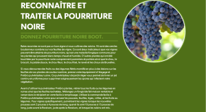 Traiter la pourriture noire