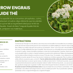 Yarrow engrais liquide au thé