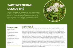 Yarrow engrais liquide au thé